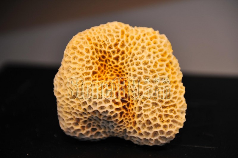 黄色的珊瑚石