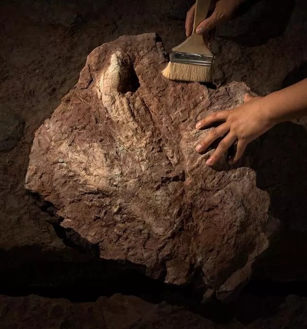 中国发现霸王龙足迹，收藏于南安水头镇英良世界石材自然历史博物馆