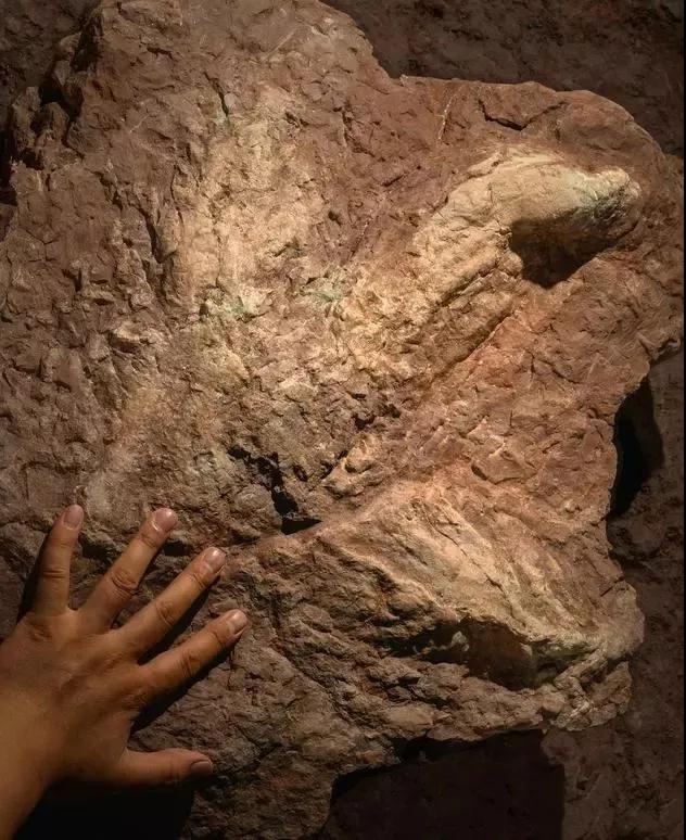 中国发现霸王龙足迹，收藏于南安水头镇英良世界石材自然历史博物馆