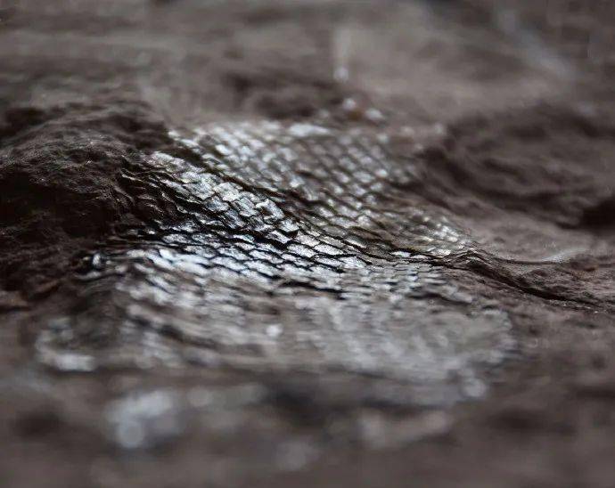 眉山首例！丹棱幸福古村发现疑距今约一亿三千五百万年的“鱼化石”！ 