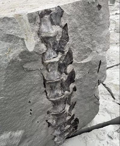 四川隆昌青石矿山挖出古生物化石，专家初步分析为恐龙化石！