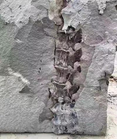 四川隆昌青石矿山挖出古生物化石，专家初步分析为恐龙化石！